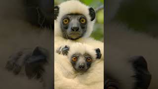 Interesting facts about sifaka lemur [upl. by Tayyebeb]