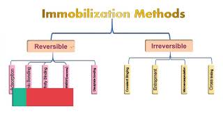 Enzyme Immobilization [upl. by Ahsad]