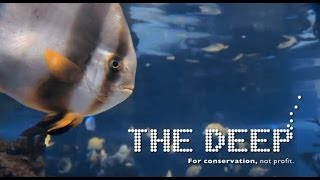 Great reasons to visit The Deep in Hull [upl. by Trula267]