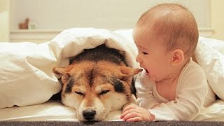 Dog Loves Baby When the First Time They Met Compilation NEW [upl. by Aicenek]