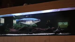 Giant snakehead channa micropeltes aquarium [upl. by Atekal]