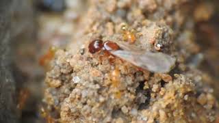 Pheidole dispar  SE QLD  Australia [upl. by Eylk]