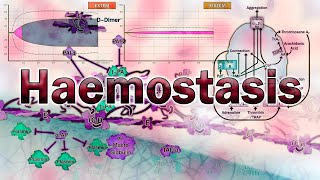 Haemostasis  Physiology and Assessment [upl. by Ahsemo514]