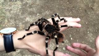 Handling a Giant Spider A geniculata [upl. by Emory99]