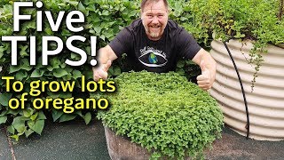 5 Tips How to Grow a Ton of Oregano in Containers [upl. by Carolee]