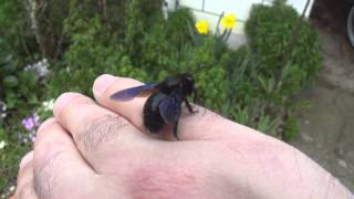 Assisting Alfred the Carpenter Bee [upl. by Conall]