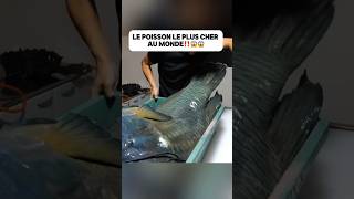 Le poisson le plus cher au monde‼️😱😱food delicious découverte poisson fish bluefish pourtoi [upl. by Arahd]