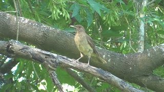 Claycolored Thrush calling and singing Alamo Texas [upl. by Nanreik]