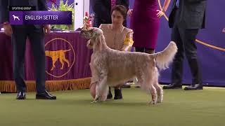 Setters English  Breed Judging 2024 [upl. by Deehsar45]