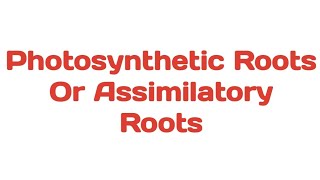 Photosynthetic Roots  Assimilatory Roots plants photosynthesis tinospora trapa taeniophyllum [upl. by Odnalro]