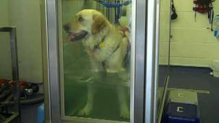 Dogs Trust Bridgend Rosa enjoys hydrotherapy at Aquadogs [upl. by Ahsimak]