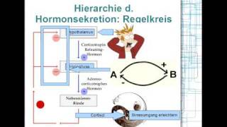 Hormonsystem Hierarchie Regelkreis 28 [upl. by Dorahs]