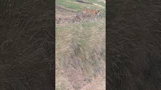 Tiger walking around at Pretoria Zoo [upl. by Nylissej676]