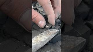 Finding a Gastropod fossil in soft mud fossil beach sea shell forage [upl. by Lyon]