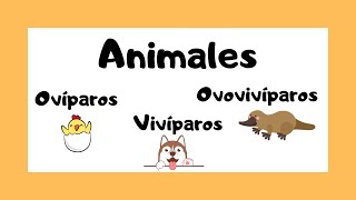 Animales ovíparos vivíparos y ovovivíparos 🐯🐸🐠  ¿Cómo nacen los animales 🤔🤓 [upl. by Tella905]