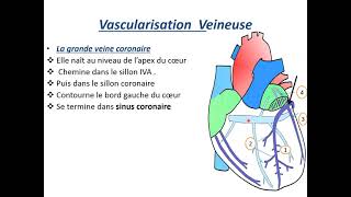 Vascularisation et innervation du coeur [upl. by Naenej]