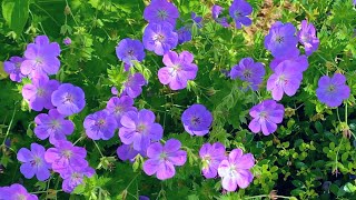 Geranium Rozanne 6 Reasons to Plant This Special Long Blooming Perennial [upl. by Hareema76]