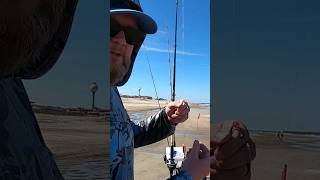 Setting Up A Cut Bait Surf Fishing Rig surffishing saltwater beach vacation fish action easy [upl. by Oates]