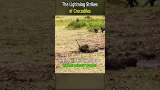 The Lightning Strikes of Crocodiles [upl. by Renraw567]