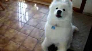 Samoyed puppy begging [upl. by Salazar]