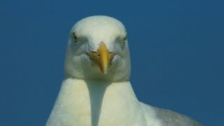 insel Gesichter  der neue Borkum Film  Teil 1  Erstmal ankommen [upl. by Sams]