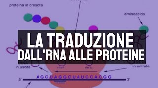 Sintesi proteica la trascrizione e la traduzione [upl. by Sellihca]