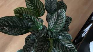 Cuidados de las Calateas  Os enseño mi Calathea Ornata  Infojardineria [upl. by Valorie395]