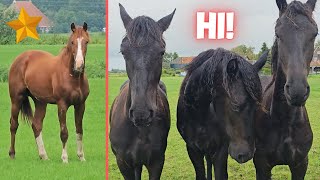 How are they We havent seen them for a long time  Horses love mud  Friesian Horses [upl. by Pax]