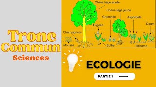 Les Techniques adaptatives à létude écologique sur le terrain SVT tronc commun [upl. by Lucier352]