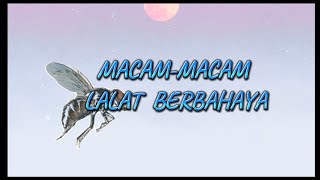 MacamMacam Lalat Berbahaya [upl. by Ellednahs310]