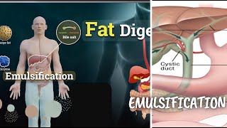 Emulsification definition and explanation with animated digestive system [upl. by Hammerskjold742]