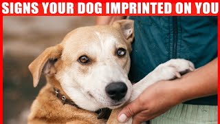 15 Signs Your Dog Considers You Its Mother [upl. by Darn]