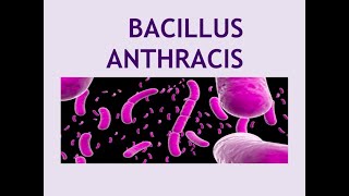 Bacillus Anthracis  Microbiology [upl. by Icak]