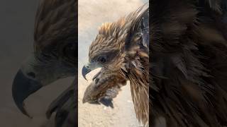 Rescues injured eagle on the road 🦅respectanimalsviralshorts [upl. by Ytoc820]