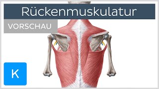 Oberflächliche Rückenmuskulatur  Aufbau und Funktion Vorschau  Kenhub [upl. by Yrrep]