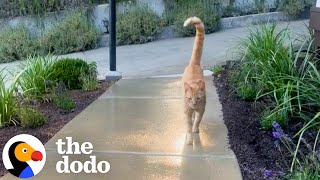 Neighborhood Cat Brings His Friends To Meet His Favorite Girl  The Dodo [upl. by Macdonald908]