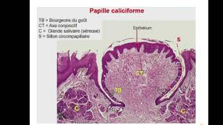 UE2 Histologie Digestiveبالعربية  1 Histologie de La Cavité Bucco Pharyngée [upl. by Ajidahk]