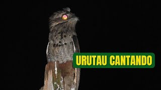 O canto do Urutau [upl. by Lorin]