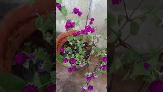 my terrace garden 🏡 globosa flowers Globeamaranth [upl. by Neelrihs]