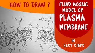 How to draw FLUID MOSAIC MODEL OF PLASMA MEMBRANE in easy steps  Ncert class 11 CBSE Biology [upl. by Kciredohr]