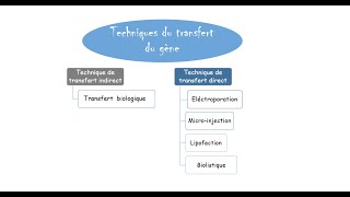 Transgénèse par agrobacterium tumefaciens [upl. by Hutchings]