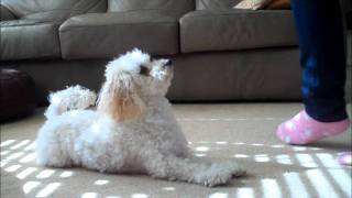 Miniature Poodle Tricks 3 [upl. by Latrina]