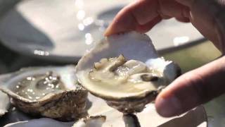 Oysters with Karen Rivara [upl. by Billie818]