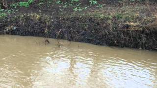 Otters on the Wansbeck [upl. by Tempa]