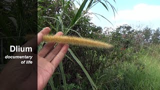 Elephant grass Pennisetum purpureum  part 1 [upl. by Shutz]