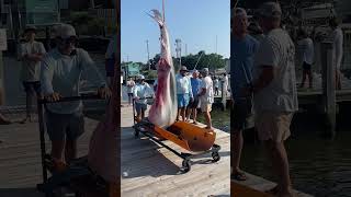 Alabama State Record Tiger Shark Hitting the Dock at the 90th ADSFR sharkfishing bigfish [upl. by Inacana]