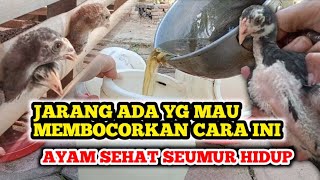 HARUSNYA BIKIN DARI DULU JAMU AYAM LEBIH LAHAP amp SEHAT SAMPAI TUA amp AFKIR [upl. by Biddy617]