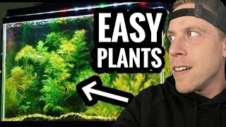 My Top 10 Easy Beginner Aquarium Plants [upl. by Orna475]