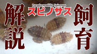 スピノサスPseudarmadillo Spinosus の飼育徹底解説 [upl. by Alebasi]