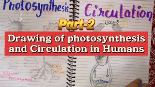 How to draw photosynthesis and human circulation diagrams in easy way challengescience diagram ttc [upl. by Noxid]